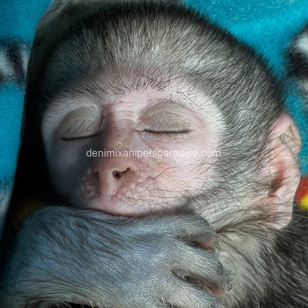 Loving & Adorable Baby Vervet Monkeys 5 Loving & Adorable Baby Vervet Monkeys - Image 5