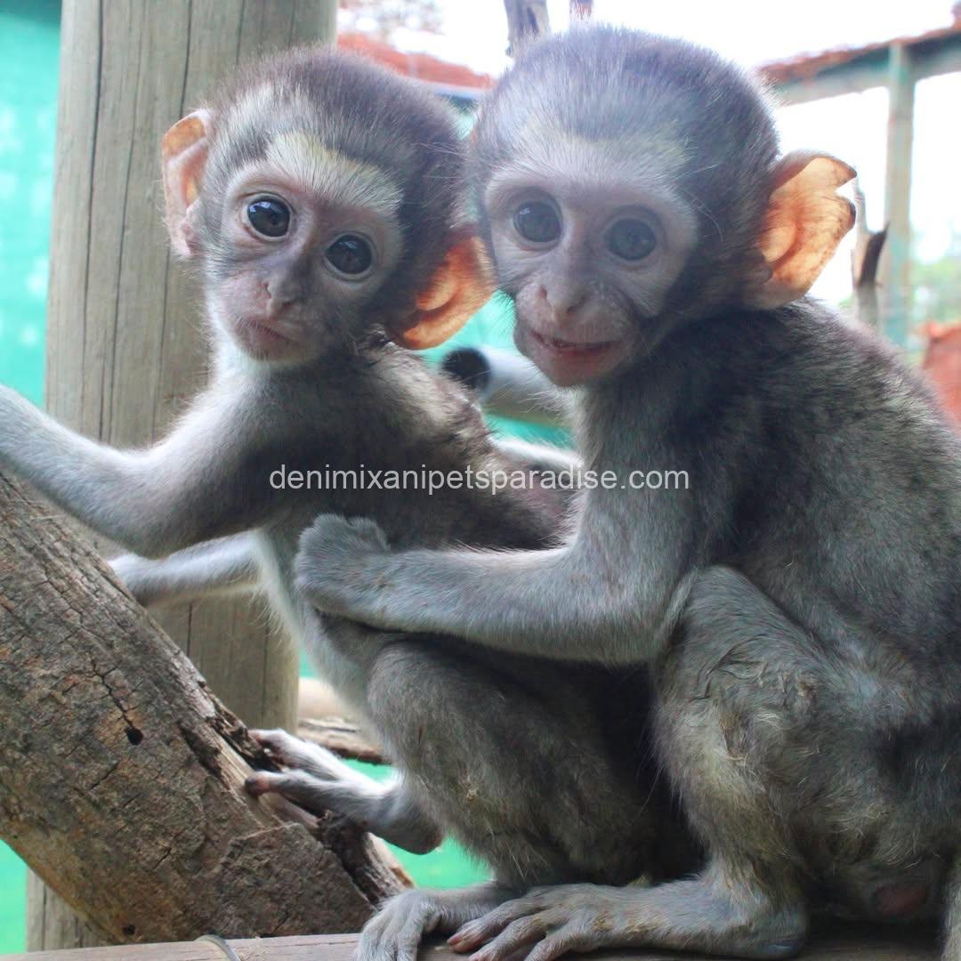 Loving & Adorable Baby Vervet Monkeys 7 Loving & Adorable Baby Vervet Monkeys - Image 7