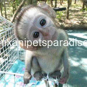 Baby Vervet Monkey 4 adoption