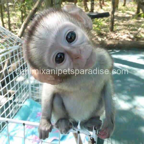 Baby Vervet Monkey 4 adoption