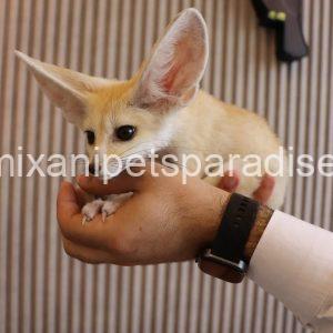 Gorgeous Baby Fennec Fox