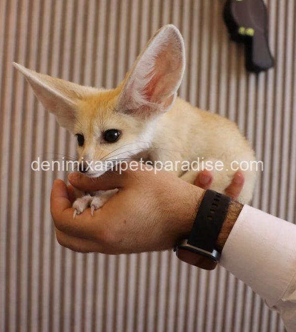 Gorgeous Baby Fennec Fox