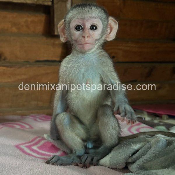 Loving & Adorable Baby Vervet Monkeys - Image 4