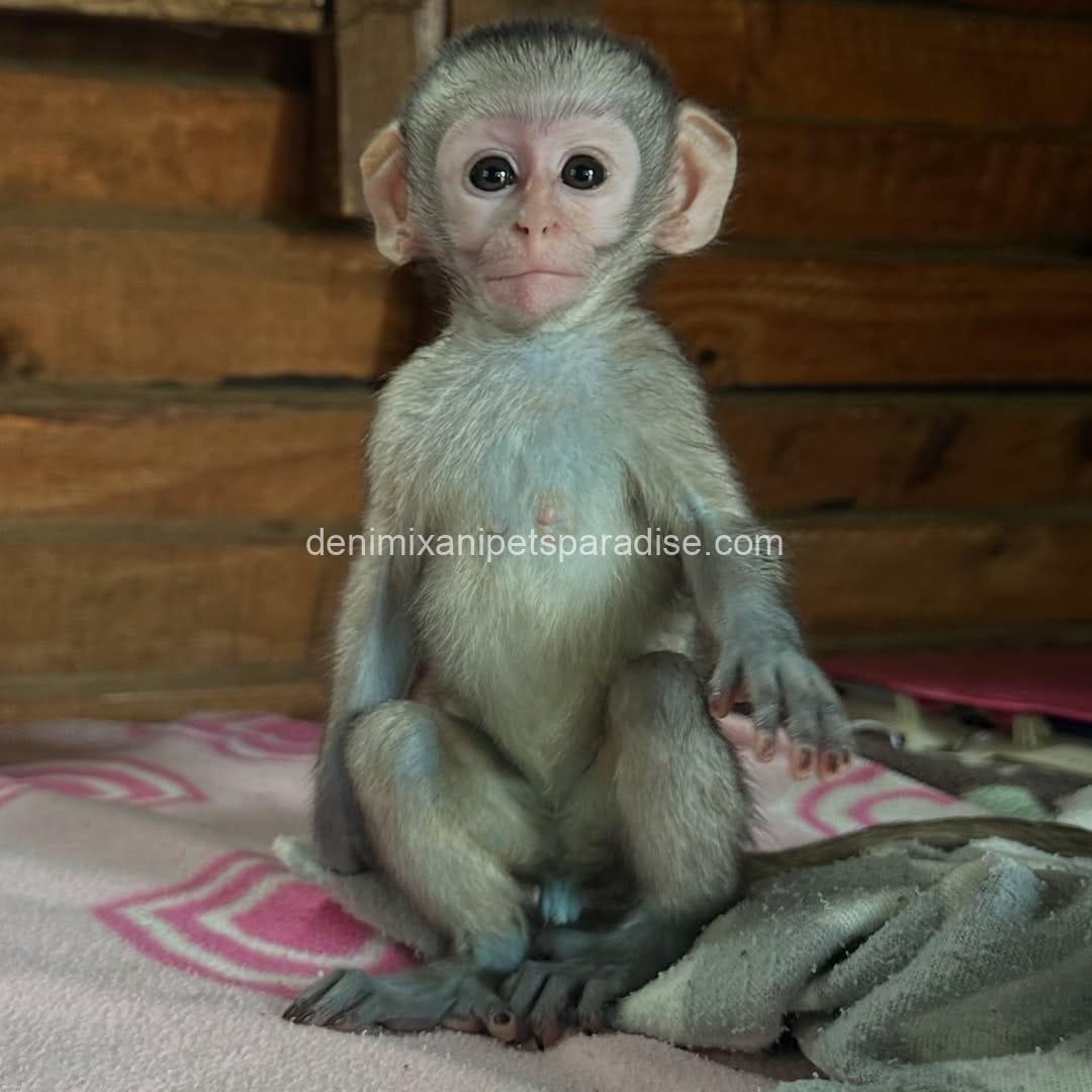Loving & Adorable Baby Vervet Monkeys 4 Loving & Adorable Baby Vervet Monkeys - Image 4