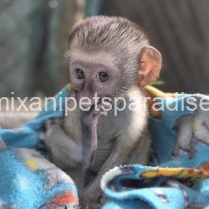 Gorgeous Baby Vervet Monkeys