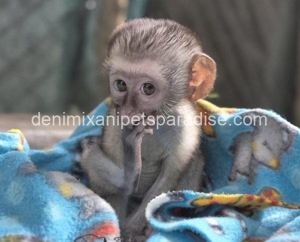 Gorgeous Baby Vervet Monkeys