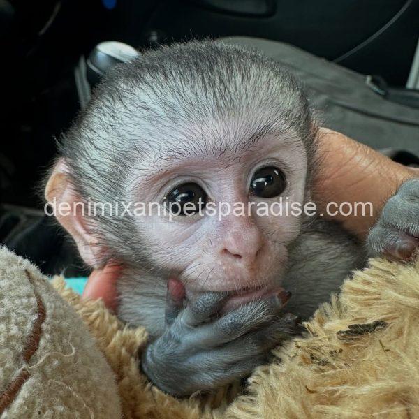 Loving & Adorable Baby Vervet Monkeys - Image 2