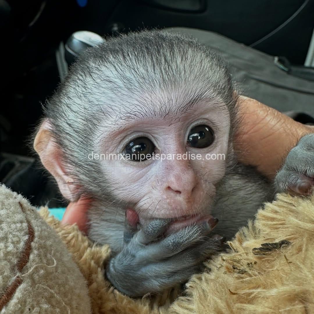 Loving & Adorable Baby Vervet Monkeys 2 Loving & Adorable Baby Vervet Monkeys - Image 2