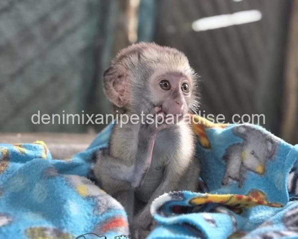 Gorgeous Baby Vervet Monkeys - Image 2