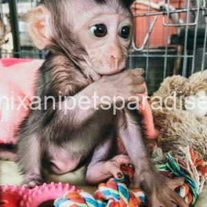 Adorable & Loving Baby Macaque Monkeys for Adoption