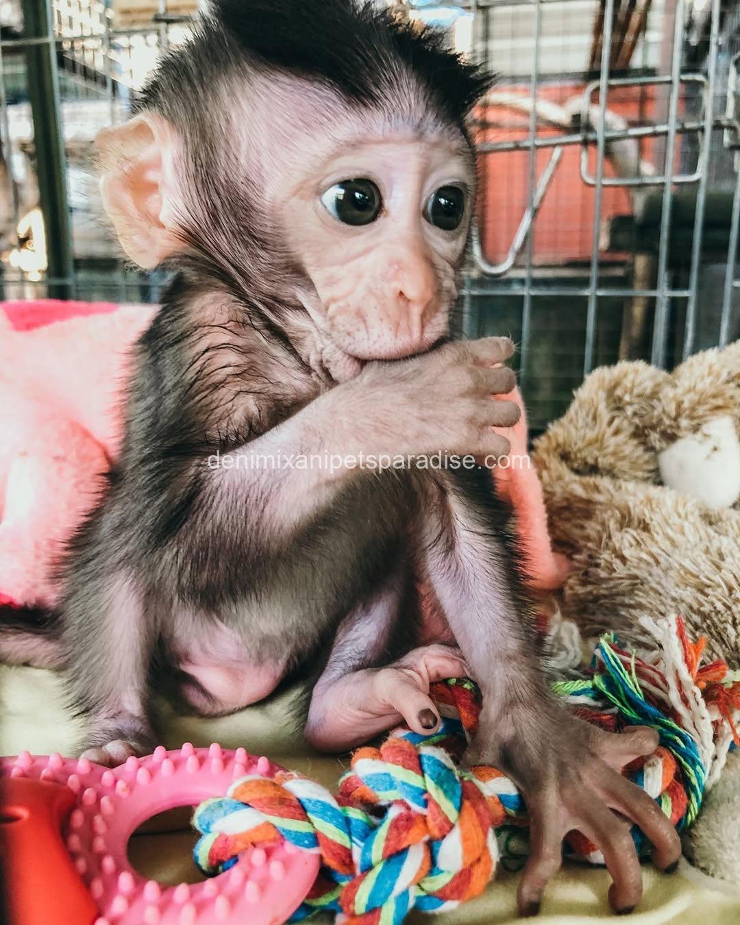 Adorable & Loving Baby Macaque Monkeys for Adoption 1 Adorable & Loving Baby Macaque Monkeys for Adoption