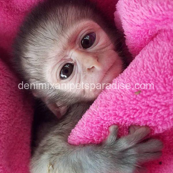 Baby Vervet Monkey 4 adoption - Image 4