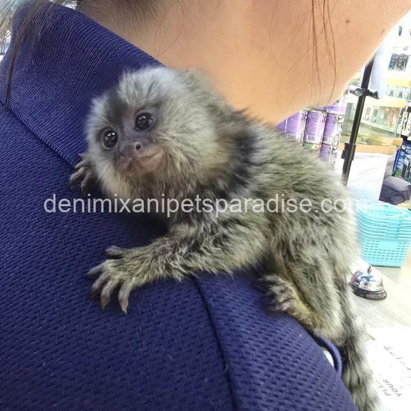 Beautiful Baby Marmoset Monkey - Image 3