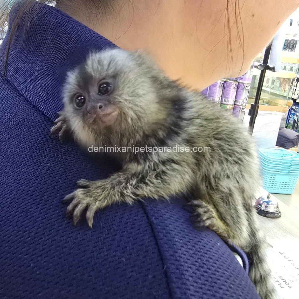 Beautiful Baby Marmoset Monkey 3 Beautiful Baby Marmoset Monkey - Image 3