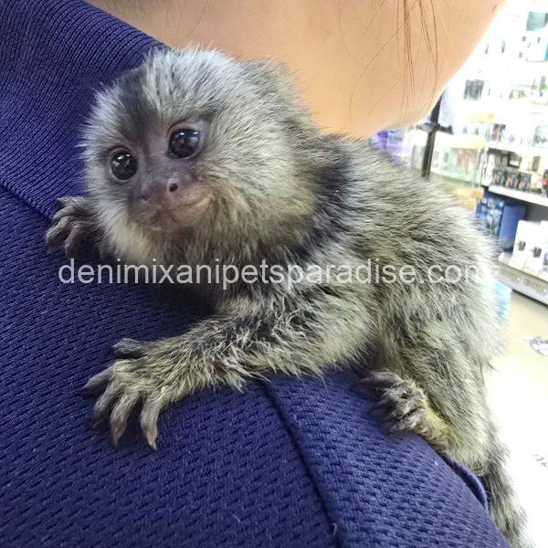 Beautiful Baby Marmoset Monkey - Image 8