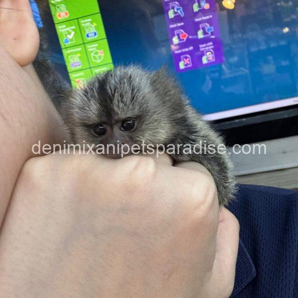 Beautiful Baby Marmoset Monkey - Image 5