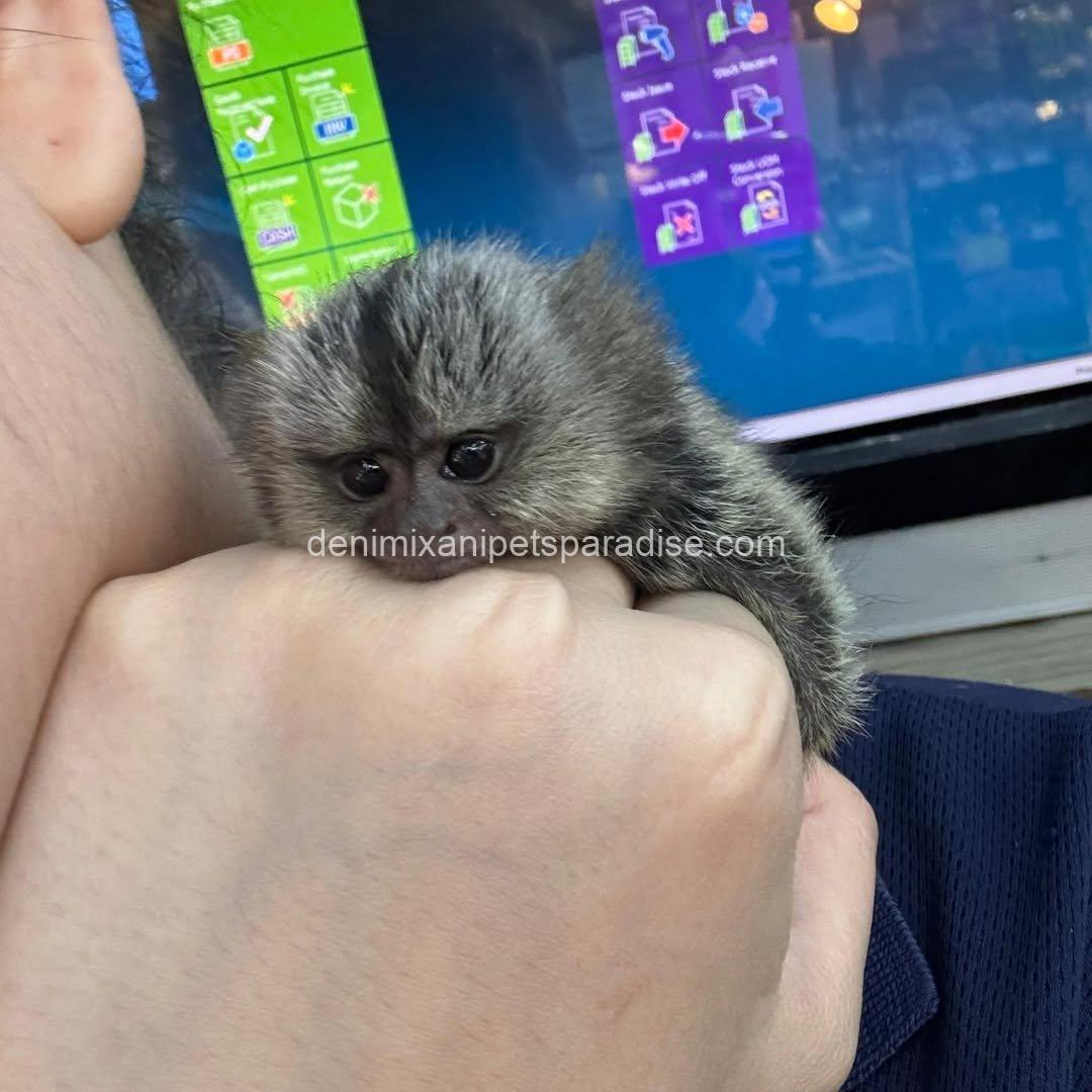 Beautiful Baby Marmoset Monkey 5 Beautiful Baby Marmoset Monkey - Image 5