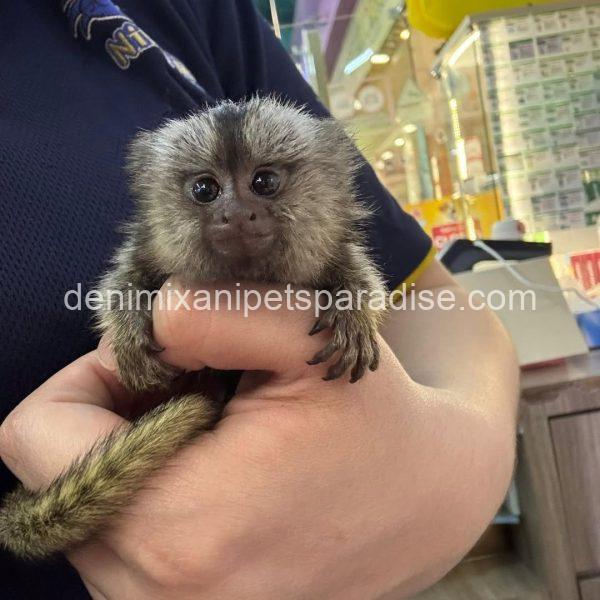 Beautiful Baby Marmoset Monkey - Image 2