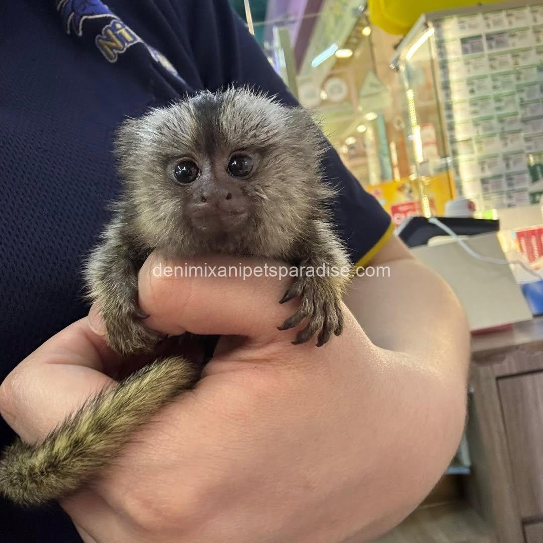 Beautiful Baby Marmoset Monkey 2 Beautiful Baby Marmoset Monkey - Image 2