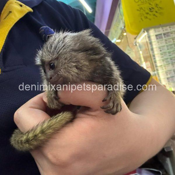 Beautiful Baby Marmoset Monkey - Image 6
