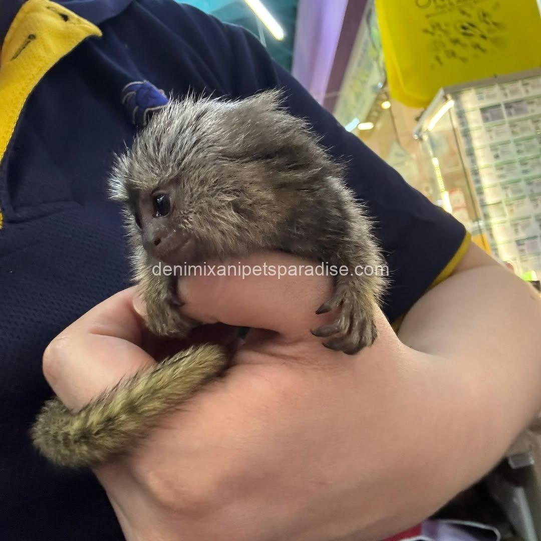 Beautiful Baby Marmoset Monkey 6 Beautiful Baby Marmoset Monkey - Image 6