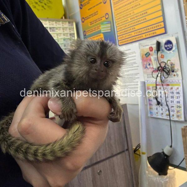 Beautiful Baby Marmoset Monkey - Image 7