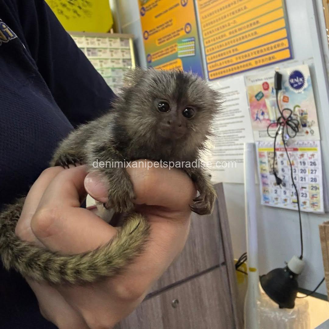 Beautiful Baby Marmoset Monkey 7 Beautiful Baby Marmoset Monkey - Image 7