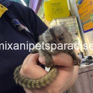 Beautiful Baby Marmoset Monkey