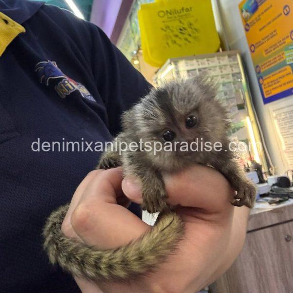 Beautiful Baby Marmoset Monkey