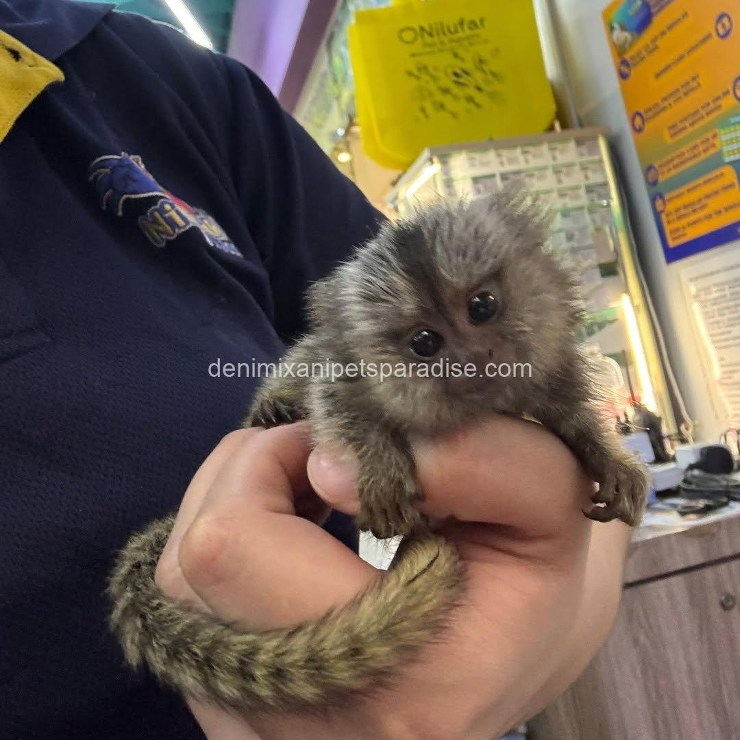 Beautiful Baby Marmoset Monkey 1 Beautiful Baby Marmoset Monkey