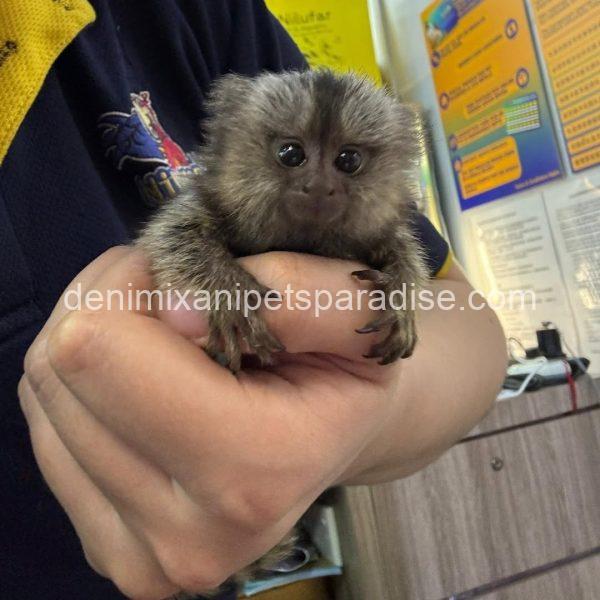 Beautiful Baby Marmoset Monkey - Image 4