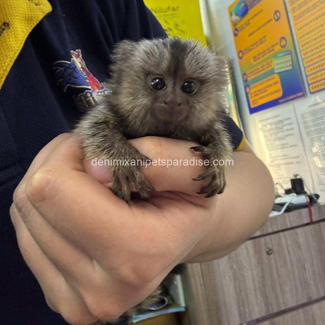 Beautiful Baby Marmoset Monkey 4 Beautiful Baby Marmoset Monkey - Image 4