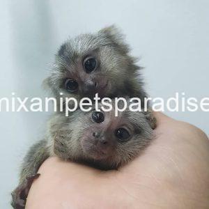White-Eared Baby Marmoset Monkeys for Adoption