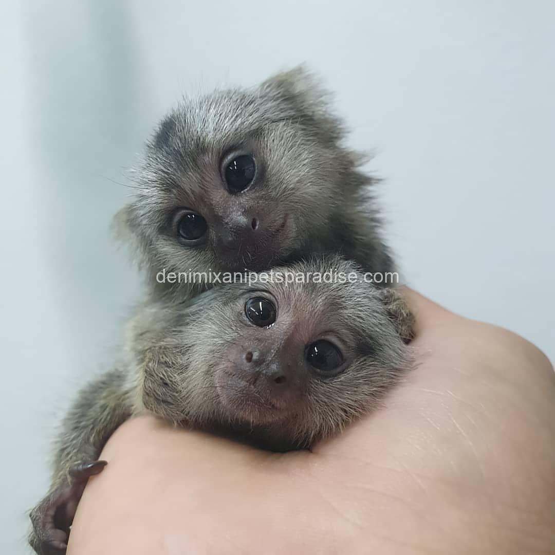 White-Eared Baby Marmoset Monkeys for Adoption 1 White-Eared Baby Marmoset Monkeys for Adoption