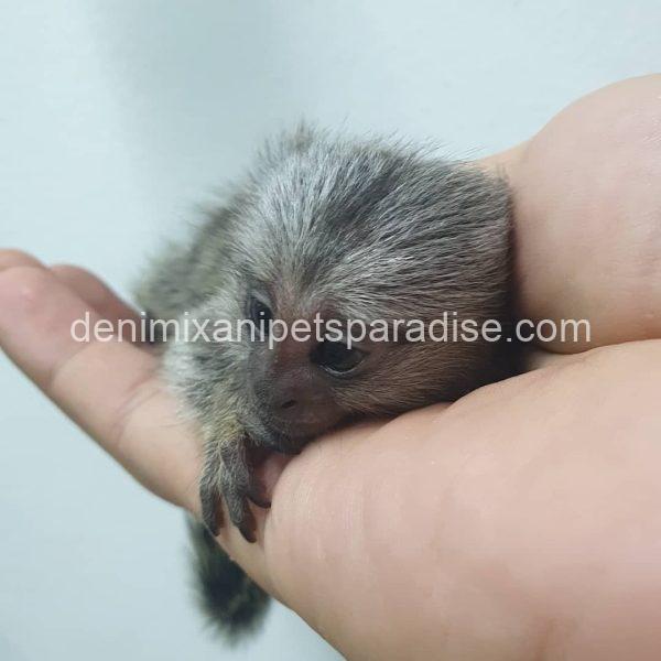 White-Eared Baby Marmoset Monkeys for Adoption - Image 3