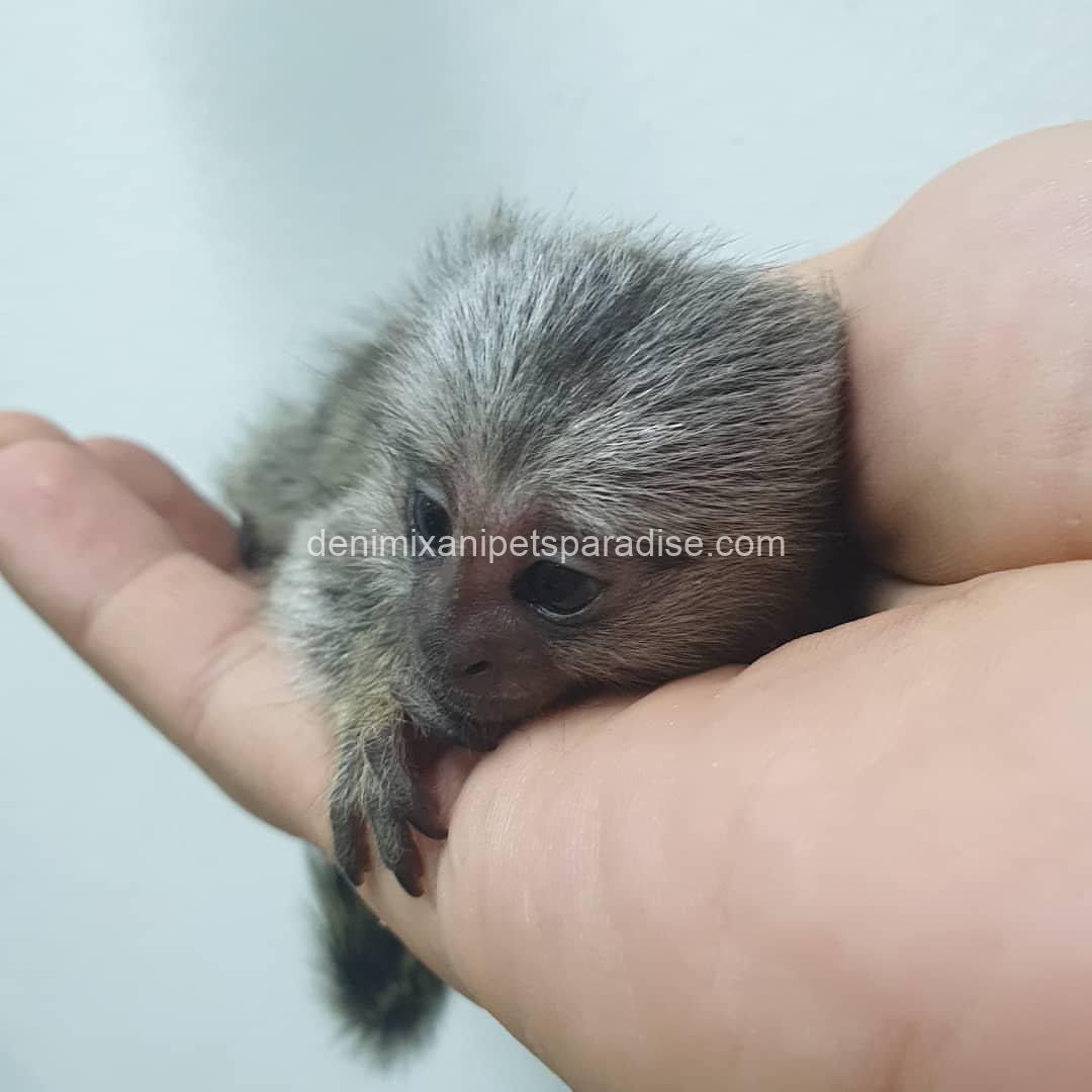 White-Eared Baby Marmoset Monkeys for Adoption 3 White-Eared Baby Marmoset Monkeys for Adoption - Image 3