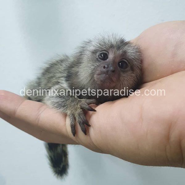 White-Eared Baby Marmoset Monkeys for Adoption - Image 2