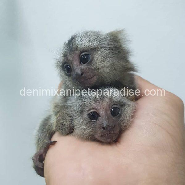 White-Eared Baby Marmoset Monkeys for Adoption - Image 4