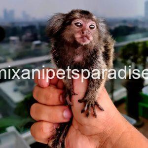 Baby Marmoset monkey