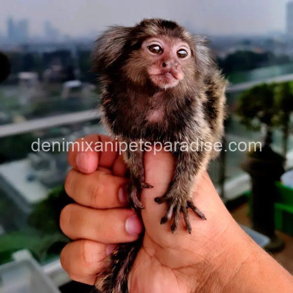 Baby Marmoset monkey