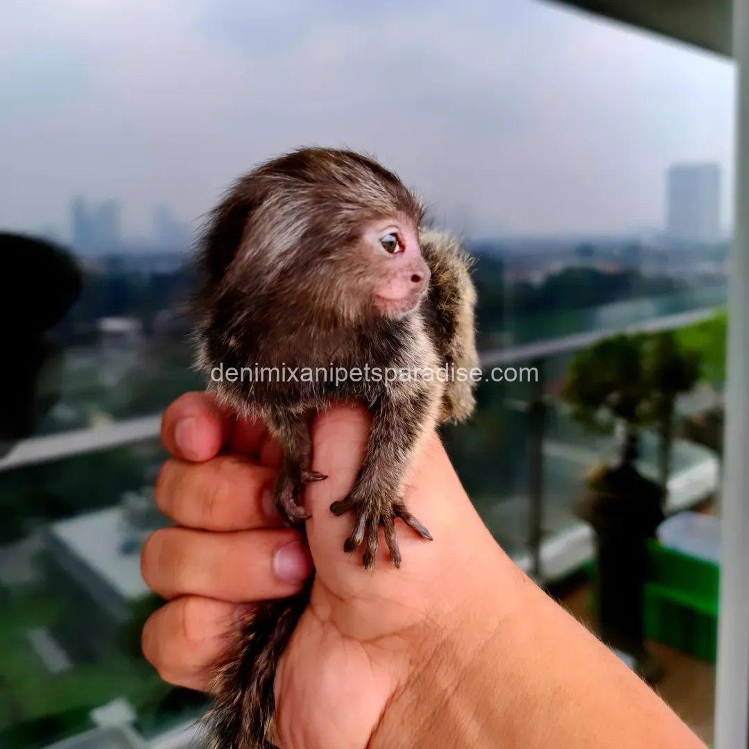 Baby Marmoset monkey 2 Baby Marmoset monkey - Image 2
