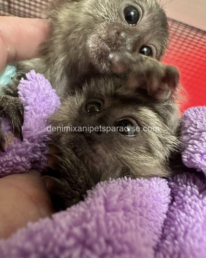 Beautiful baby marmoset monkey 2 Beautiful baby marmoset monkey - Image 2