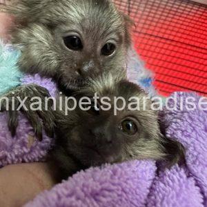 Beautiful baby marmoset monkey