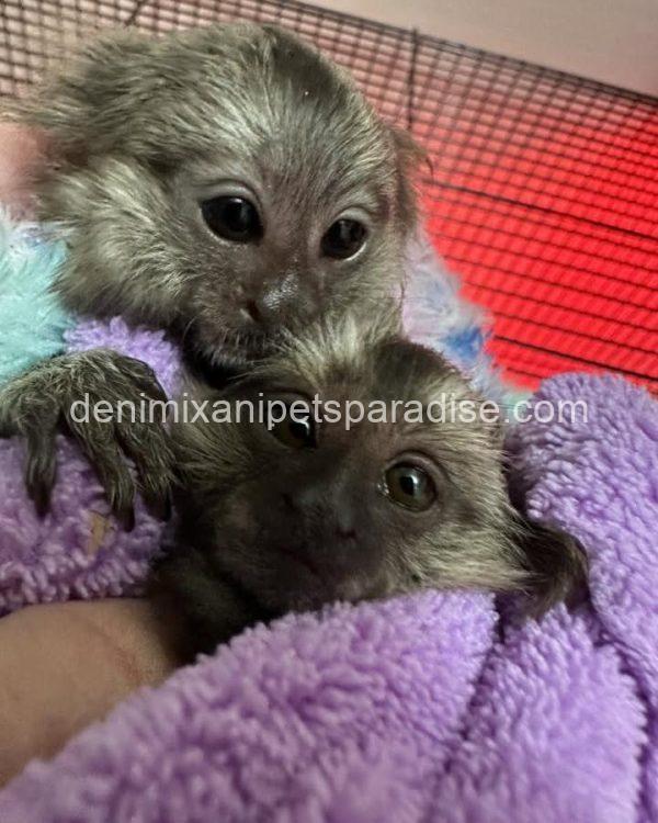 Beautiful baby marmoset monkey
