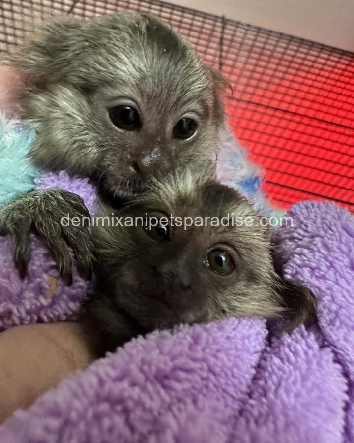 Beautiful baby marmoset monkey 1 Beautiful baby marmoset monkey