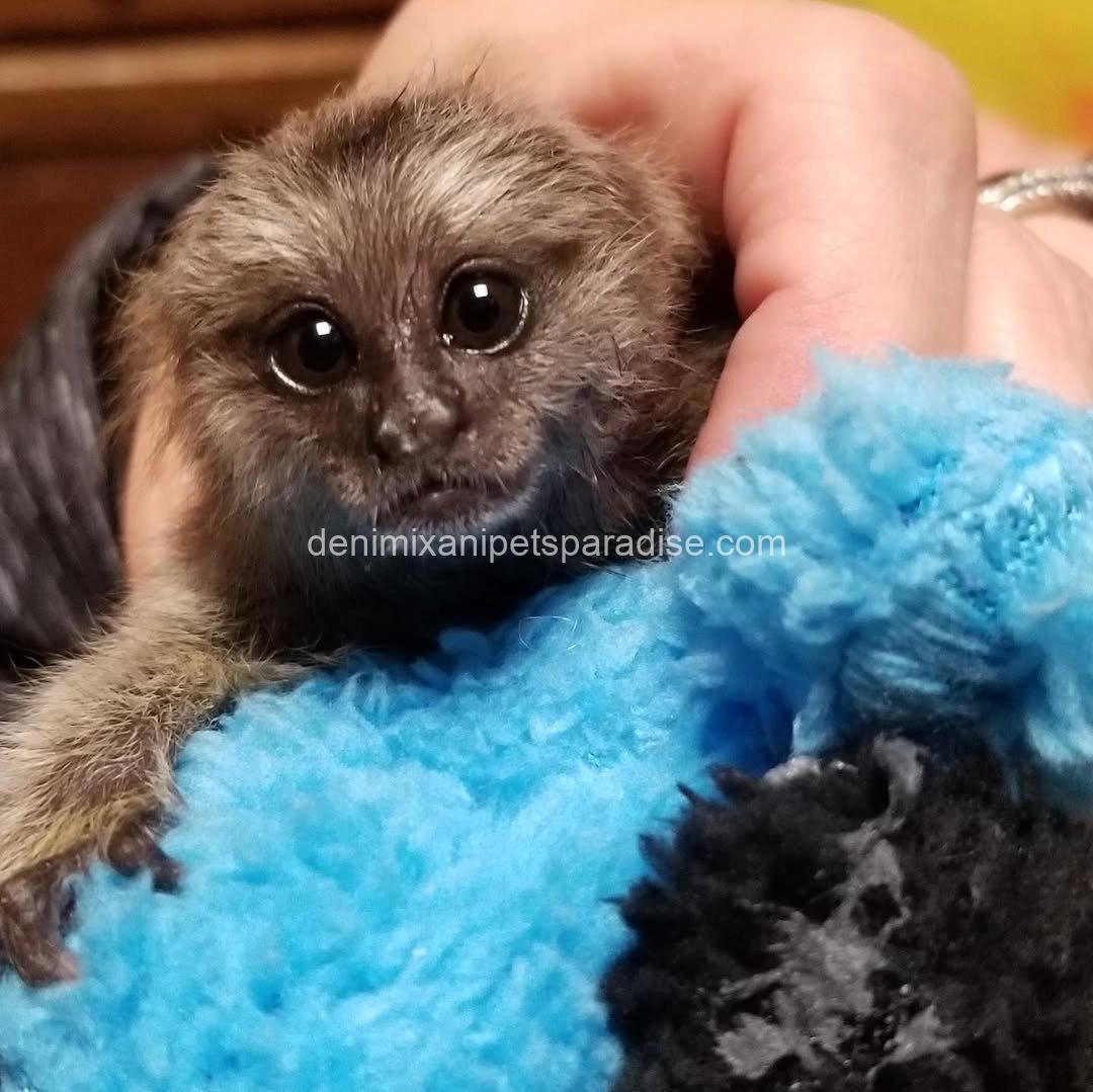 Gorgeous baby Marmoset 2 Gorgeous baby Marmoset - Image 2