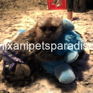 Gorgeous baby Marmoset