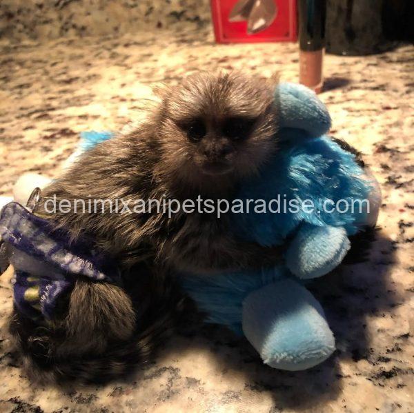 Gorgeous baby Marmoset