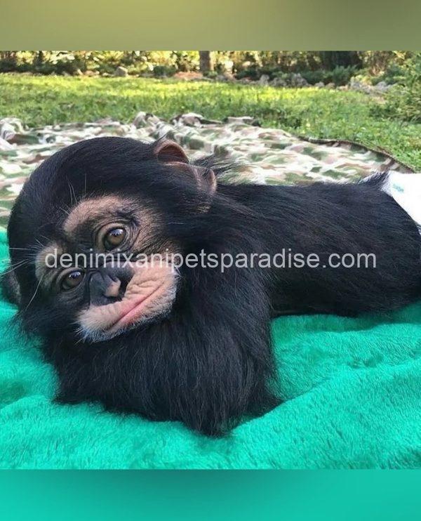 Cute baby chimpanzee - Image 2