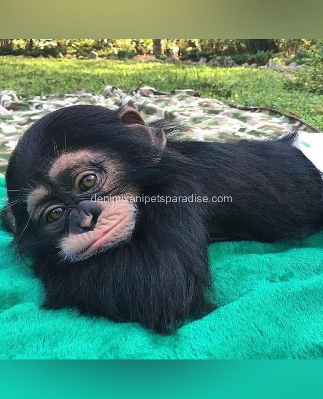 Cute baby chimpanzee 2 Cute baby chimpanzee - Image 2